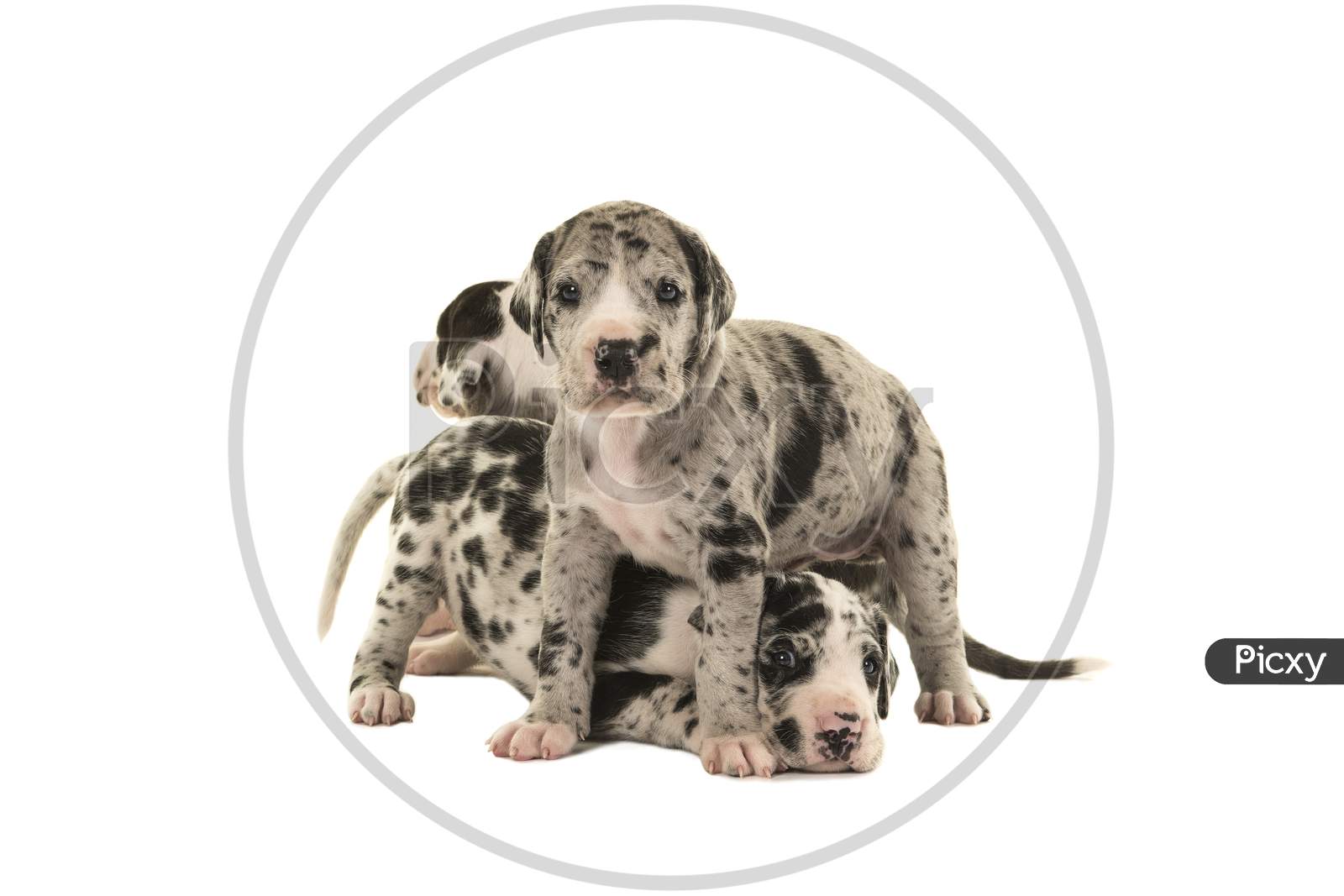 Two Cute Great Dane Puppy Dogs Standing Together Isolated On A White Background