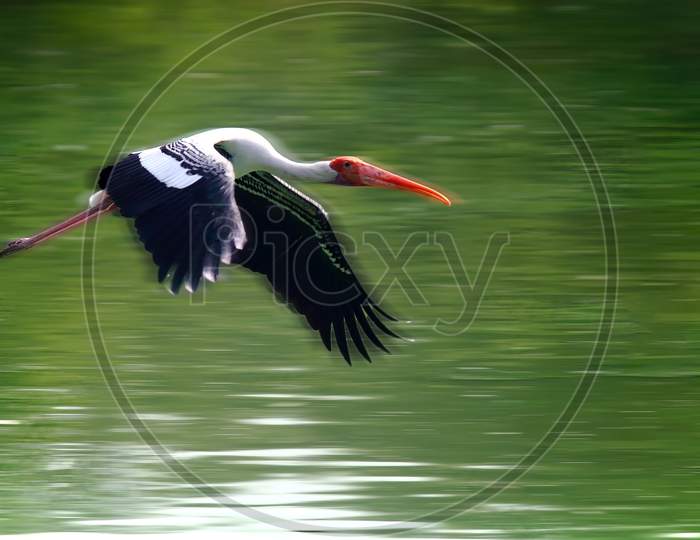 Painted Stork Bird