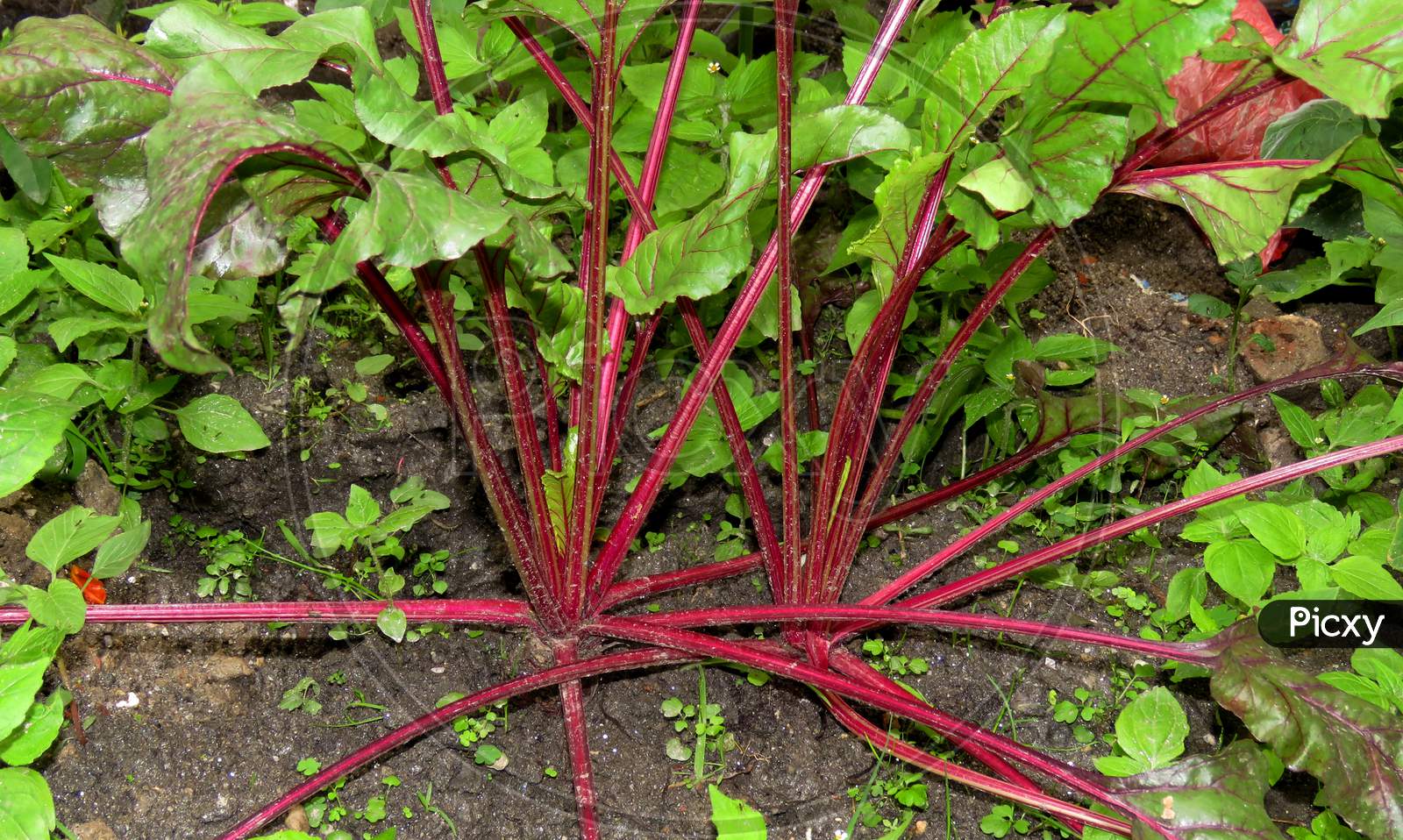 Beetroot plant or beets Plant ,red and green leaves in the garden.