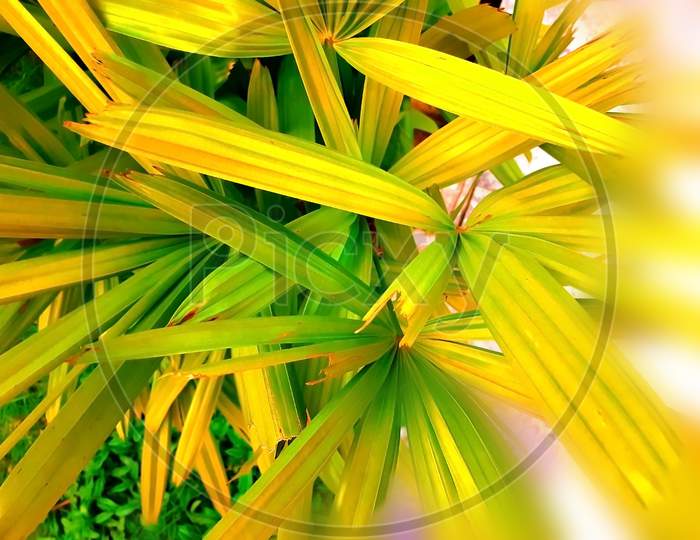 Abstract View Of Grass Leaves With Background Blur Effect