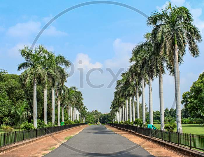 Landscape Of A Road In The Middle With Tress On The Either Sides Of It.