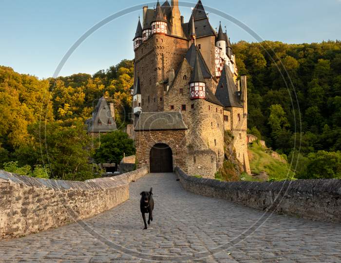 Black Dog Running On Castle Bridge