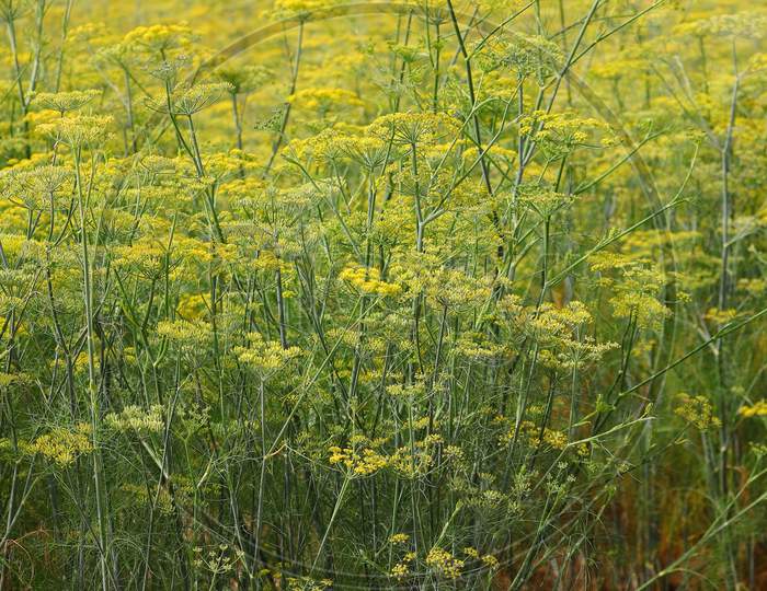 Flowers Of Organic Fennel (Dill) Plants, India