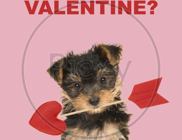 Valentine’S Day Greeting Card With A Cute Sitting Valentine Yorkshire Terrier, Yorkie Puppy Looking At The Camera Holding A Love Arrow
