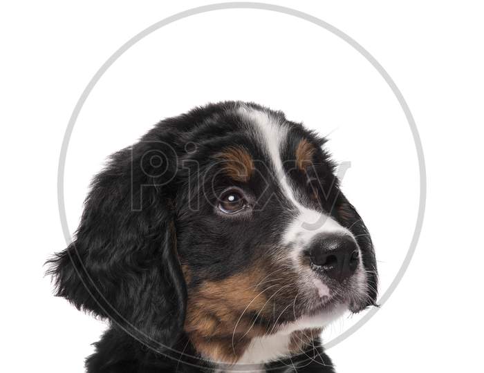 Portrait Of A Bernese Mountain Dog Puppy Looking Up On A White Background