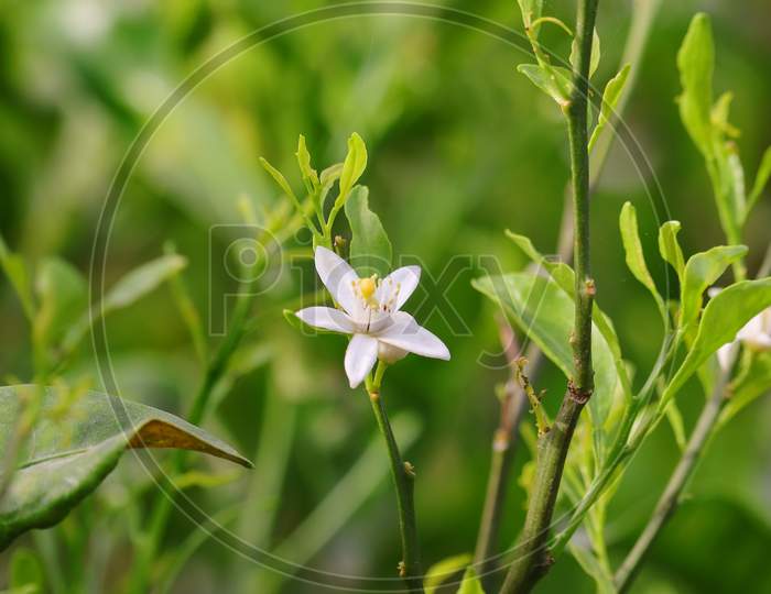 White Lemon Flower, India Rajasthan