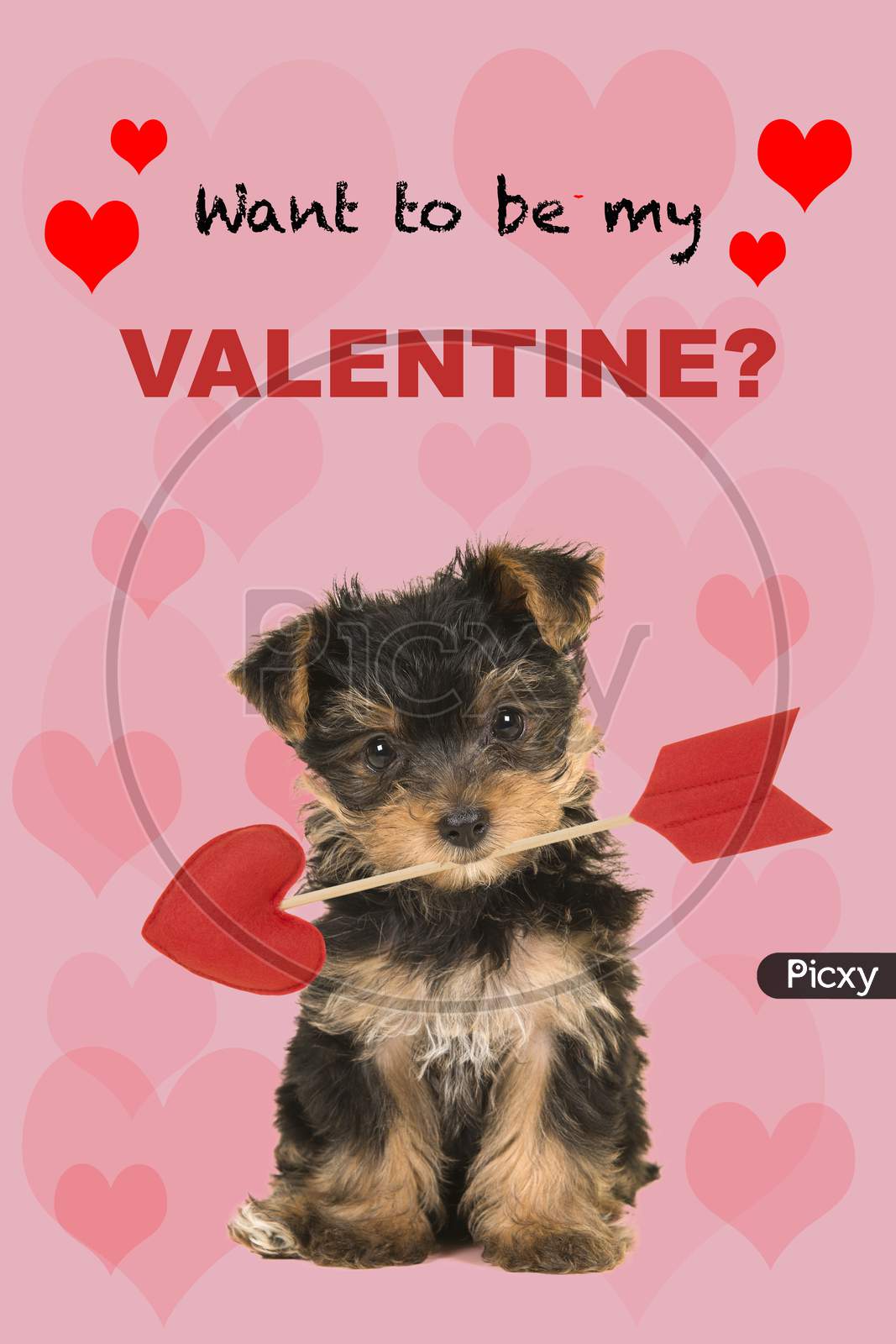 Valentine’S Day Greeting Card With Cute Sitting Valentine Yorkshire Terrier, Yorkie Puppy Looking At The Camera Holding A Love Arrow With The Text Want To Be My Valentine?
