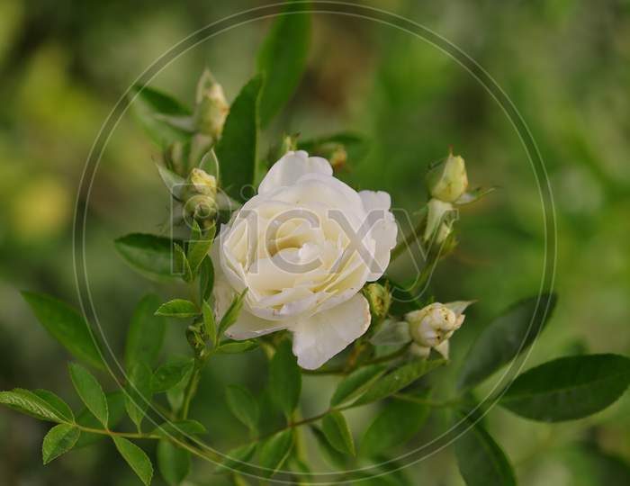 Organic White Flower Of Rose, India