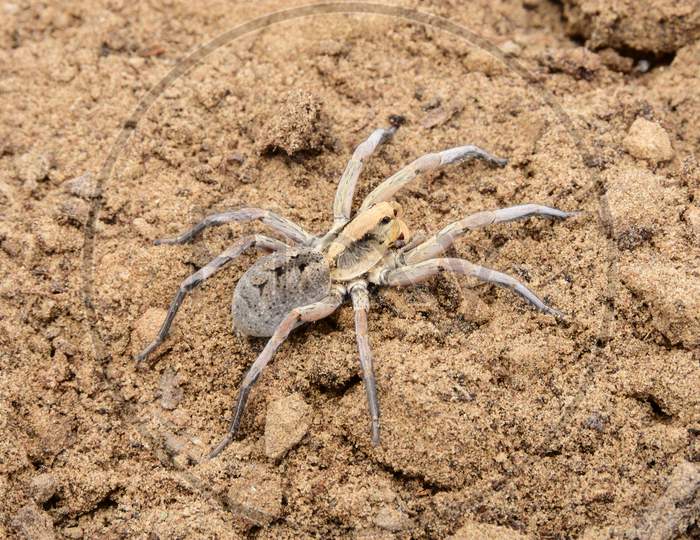 Spider found in dense forests of Rajasthan