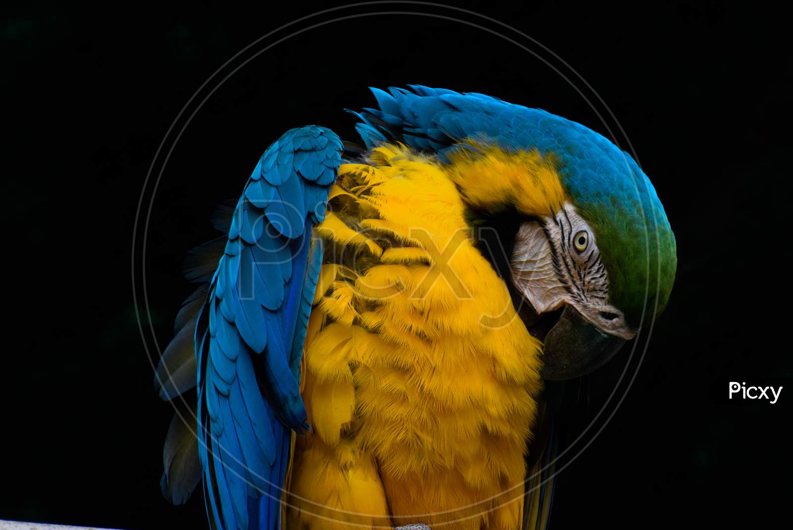 Colorful Parrot Macaw Scrathing itself