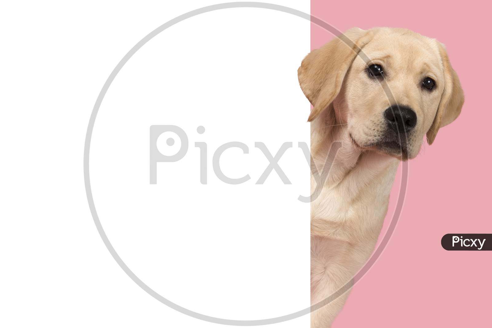 Portrait Of A Cute Labrador Retriever Puppy On A Pink Background Looking Around The Corner Of An Yellow Empty Board With Space For Copy