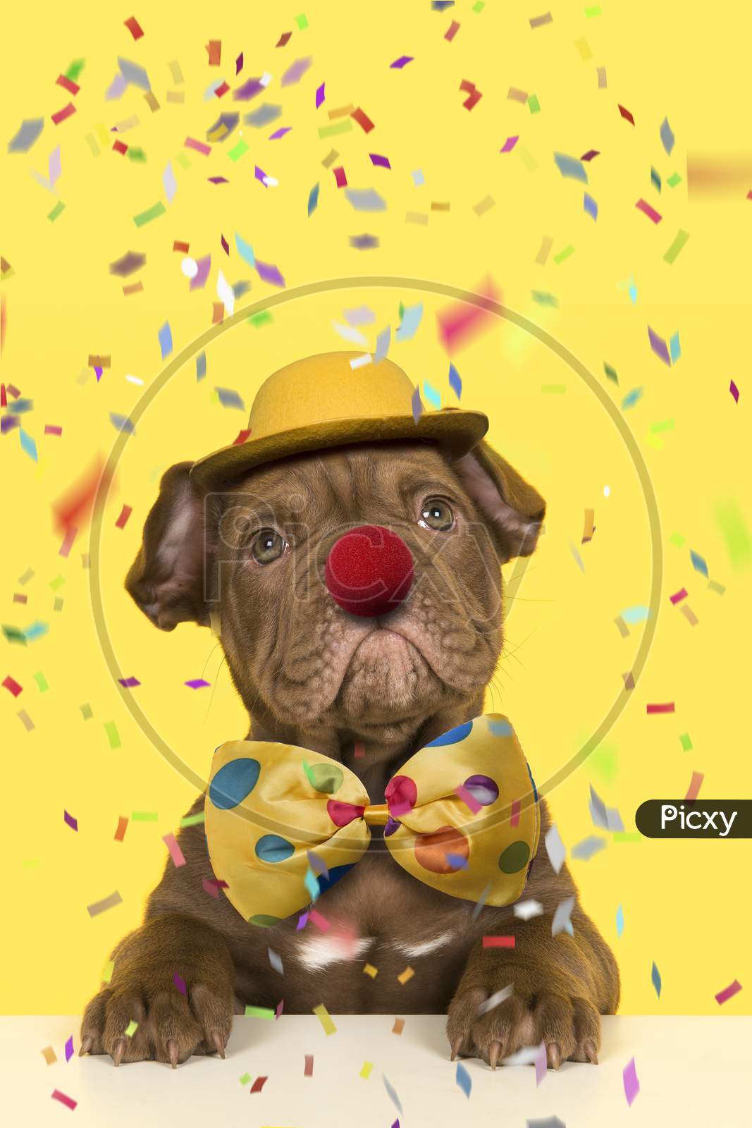 Cute Old English Bulldog Puppy Dressep Up As A Clown With Bow, Hat And A Red Nose On A Yellow Background With Confetti