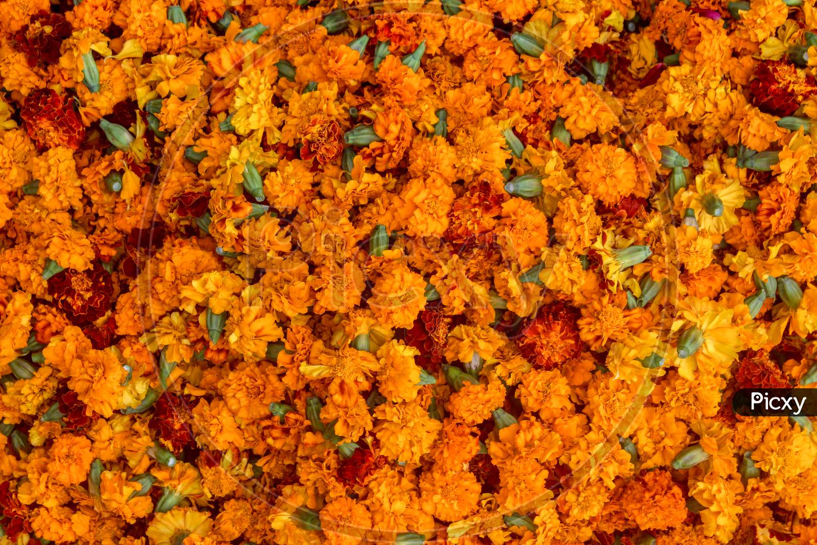 Bunch Of Marigold Flowers, Texture And Background Of Marigold.