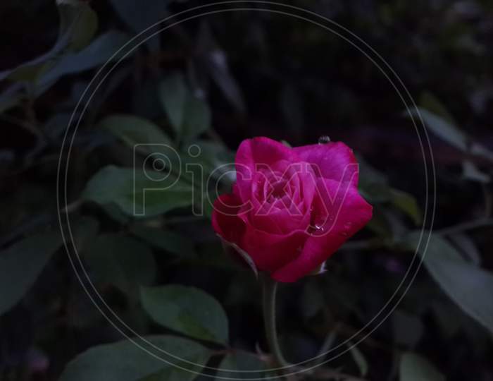 Dark Pink Rose With Blackish background