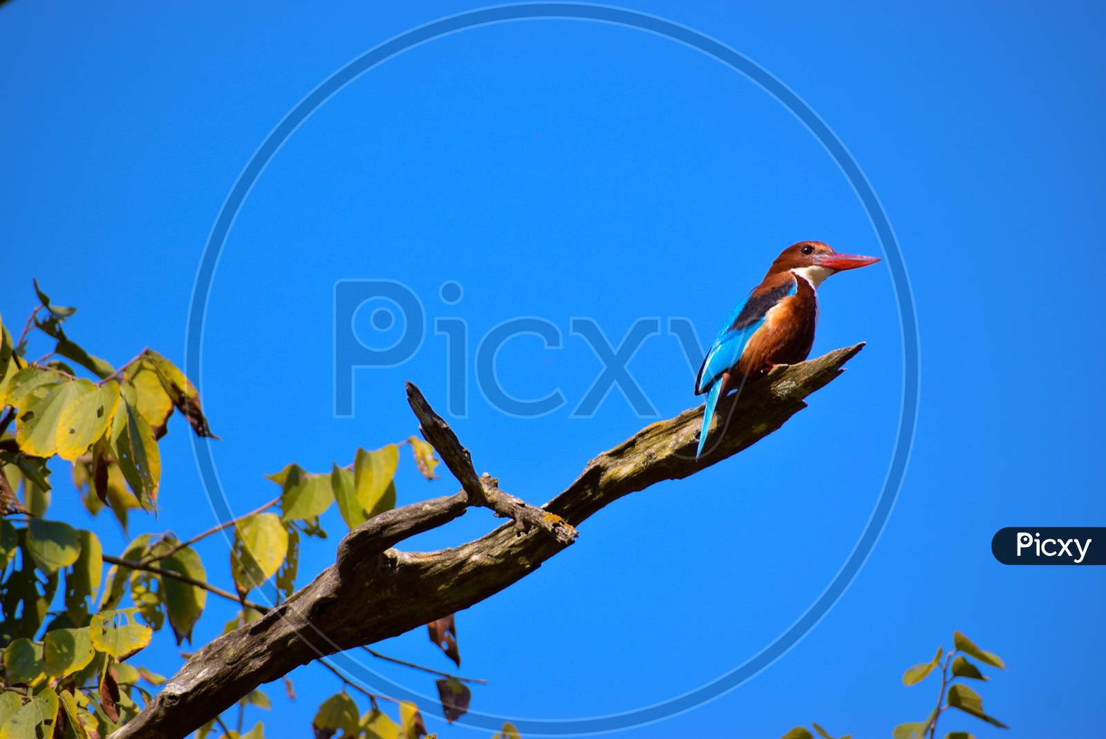 Kingfisher Bird with Blue sky in the background