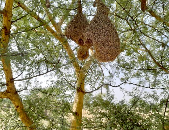 Closeup Of Hanging Nests Of Weaver Bird Made With Dry Grass In A Field