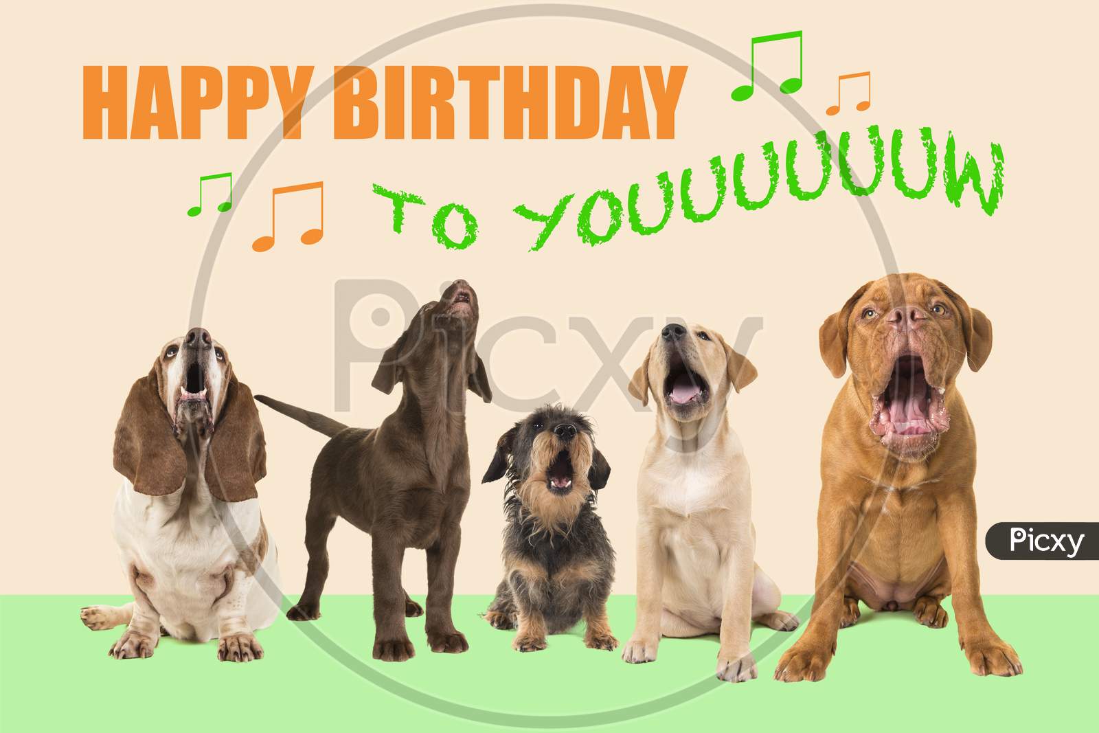 Group Of Dogs With Various Breeds Looking Up Singing On A Colored Background With The Text Happy Birthday To You