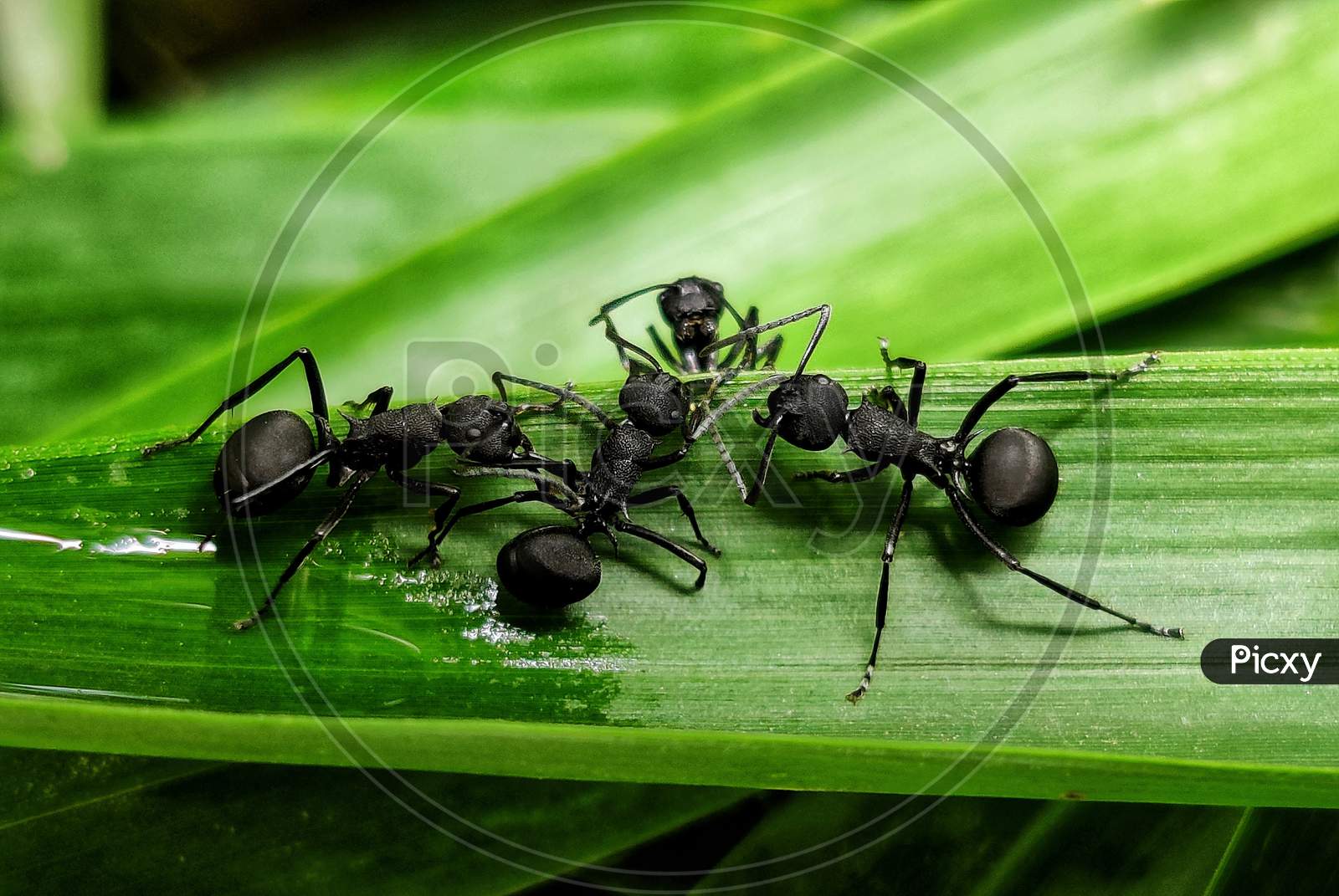 Ants are having the Meeting.