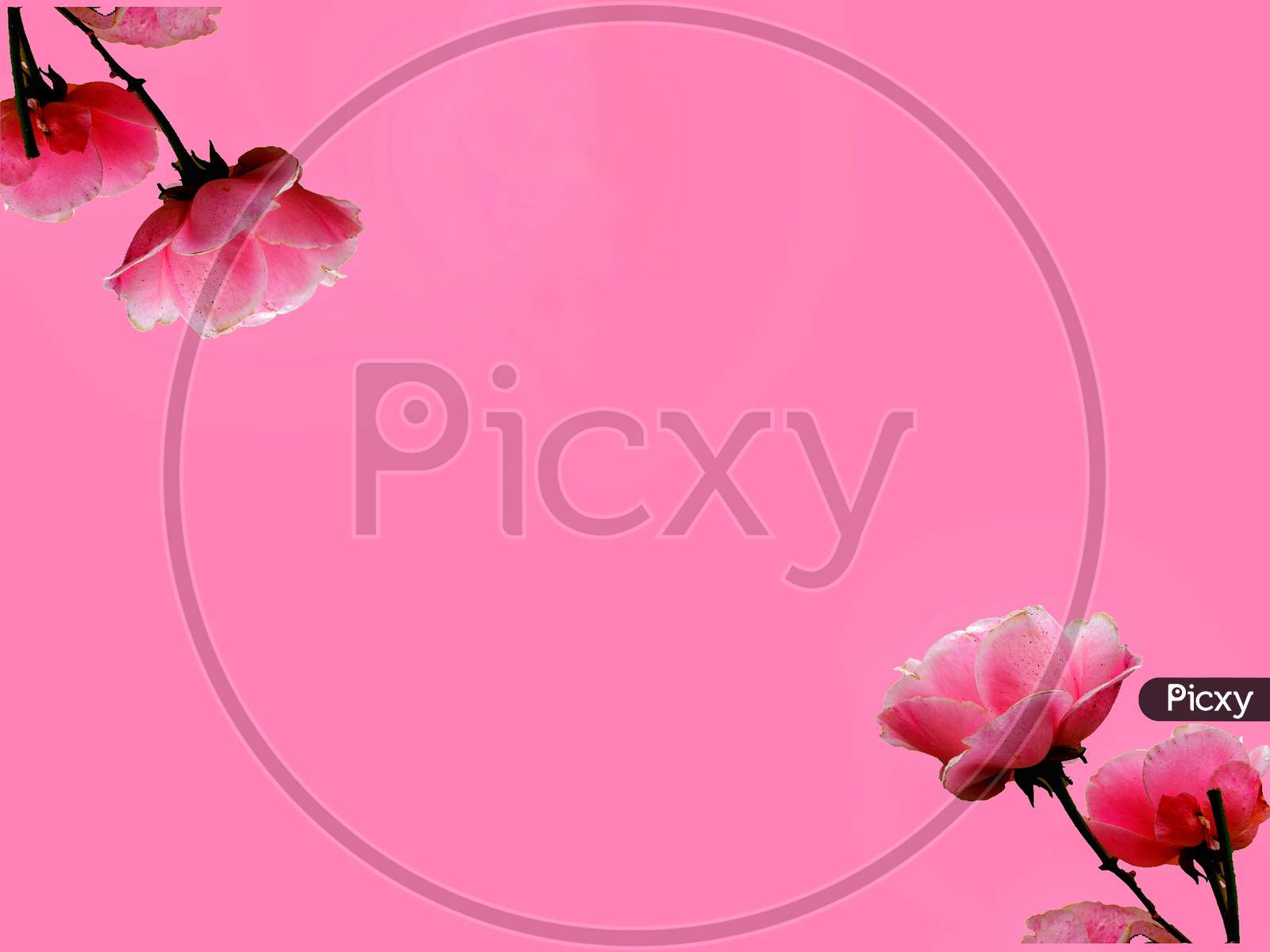 Pink coloured Editable background for messages, texts and quotes