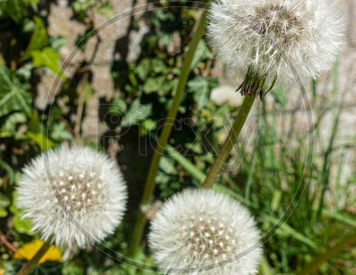 Dandelion seed heads at the side of the road.