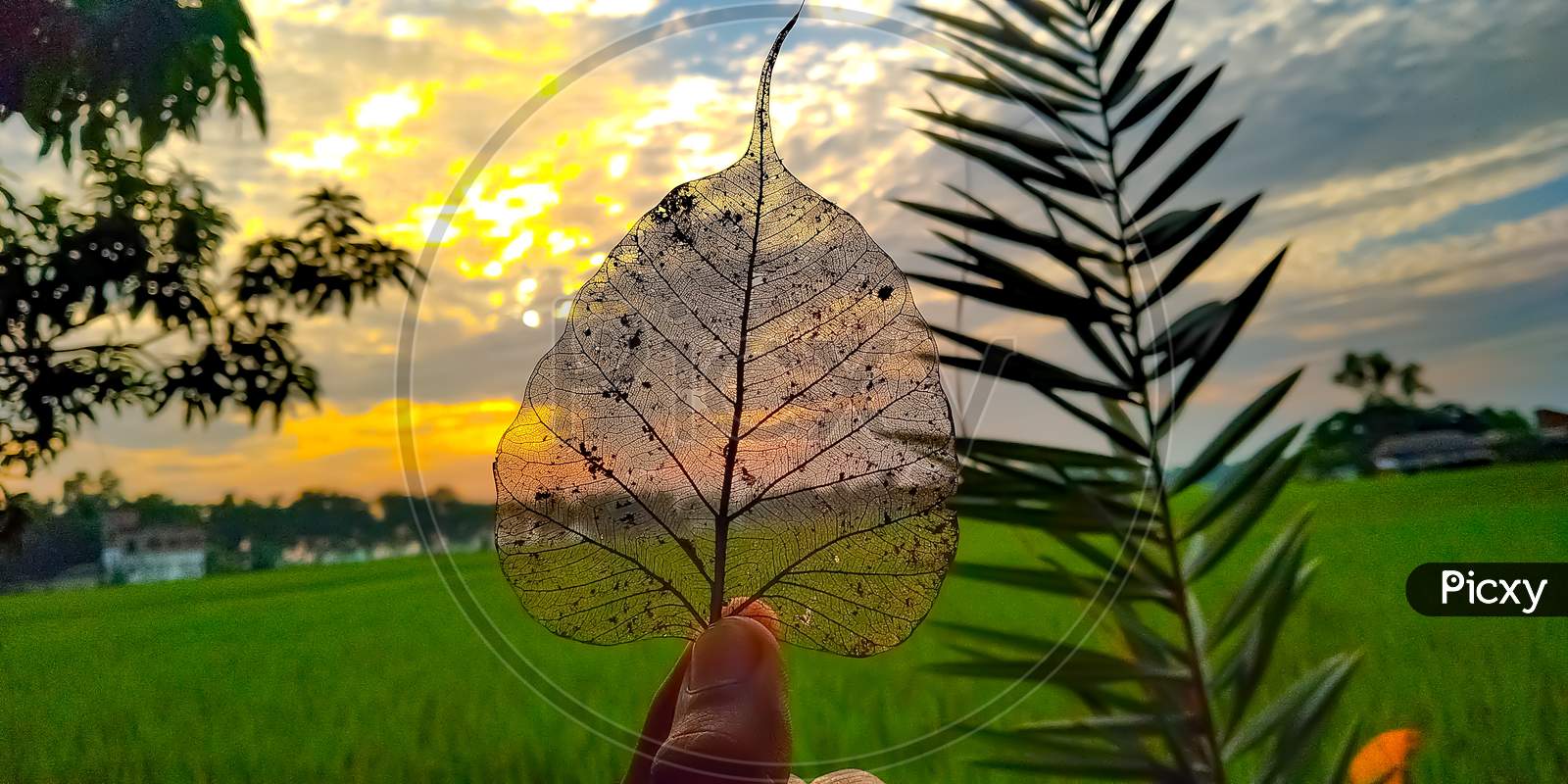 Dry Peepal leaf with sunset background and sunshine and village field