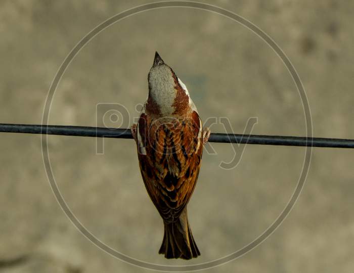 Beautiful Top Shot Of Home (House) Sparrow Sitting On Black Electric Wire In A Street.