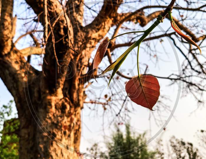 Red leaf on a tree
