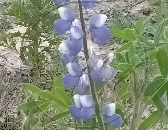Indian blue flower.