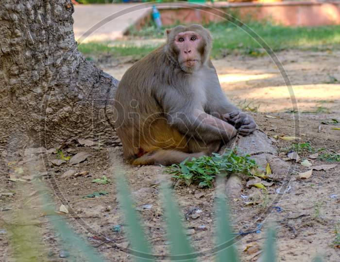 Rhesus Macaque, Macaca Mulatta, Wild Monkey In The Street In New Delhi, India