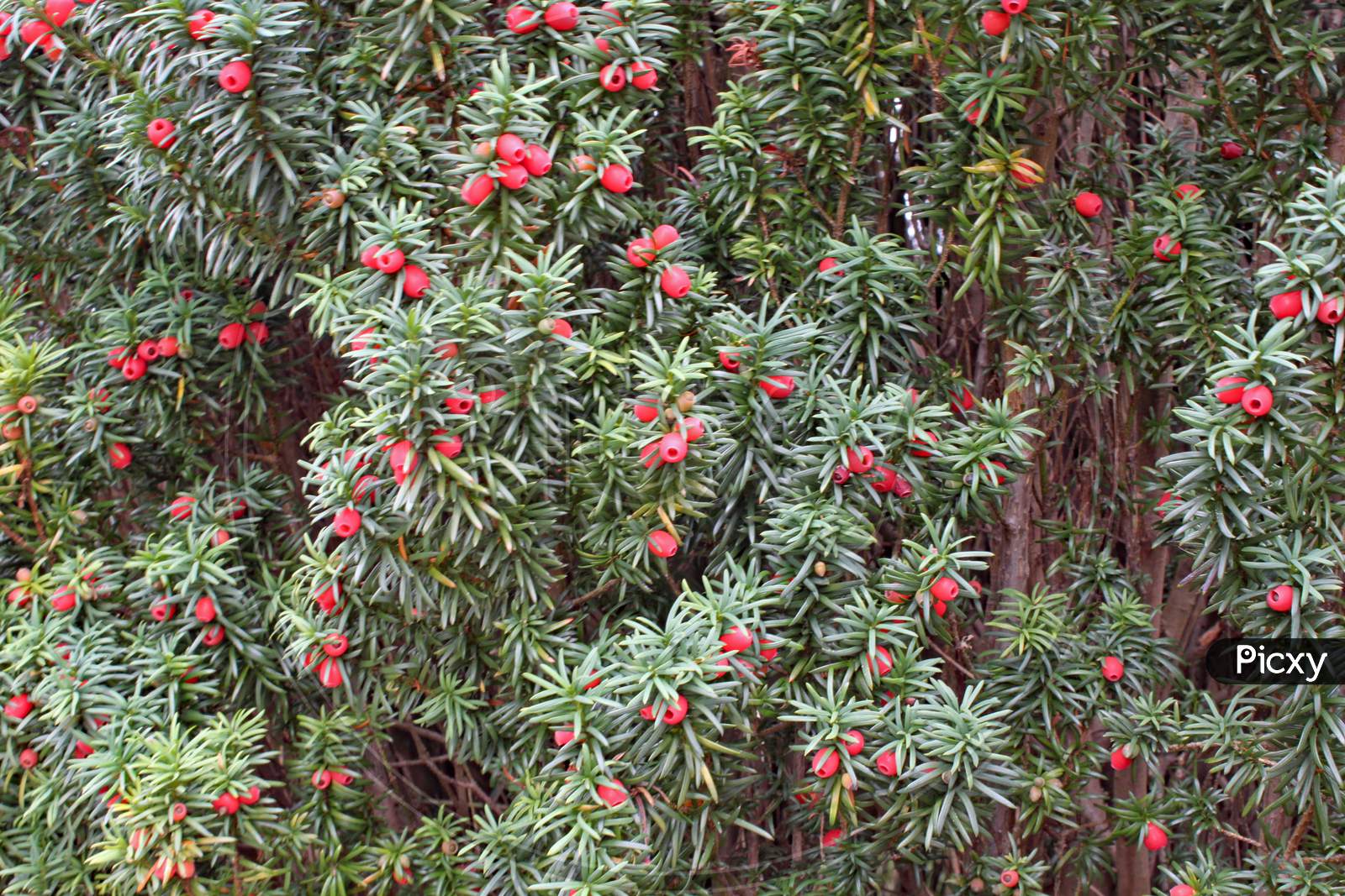 A Mass Of Yew Tree Berries Growing On A Tree