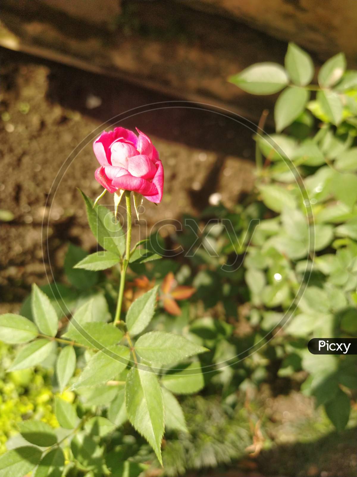 Pink Rose leaf plant flower