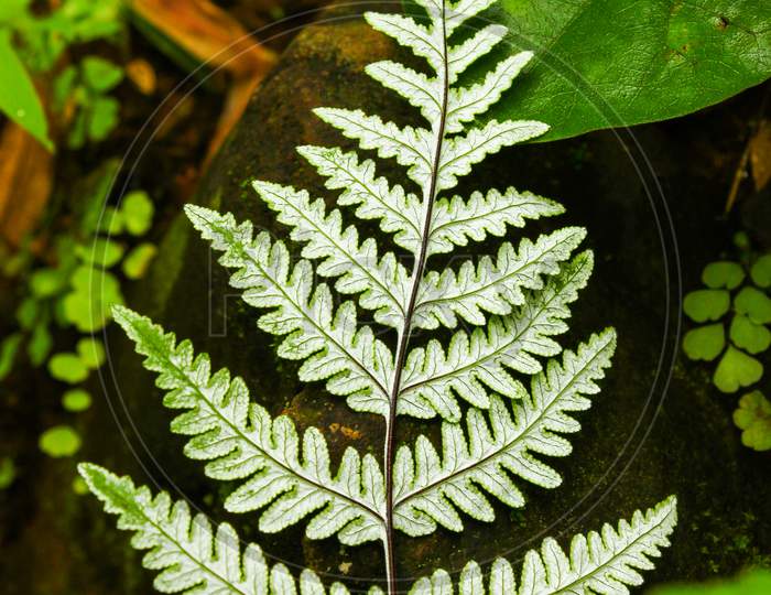 backside of a wild leaf