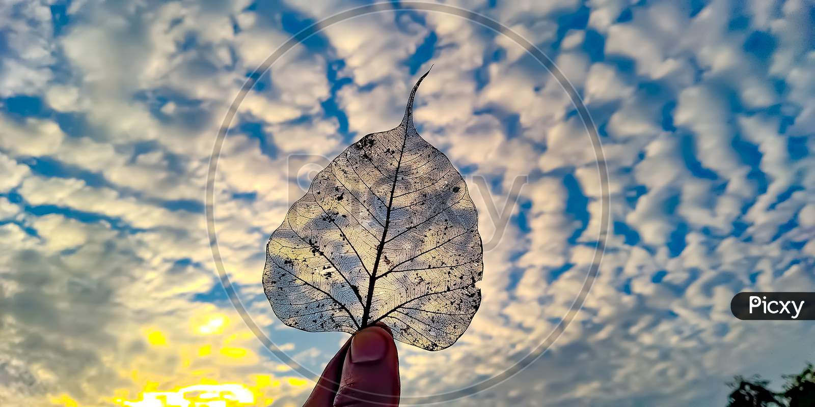 Heart Shape Dry Peepal leaf with sunset background and sunshine and blue sky