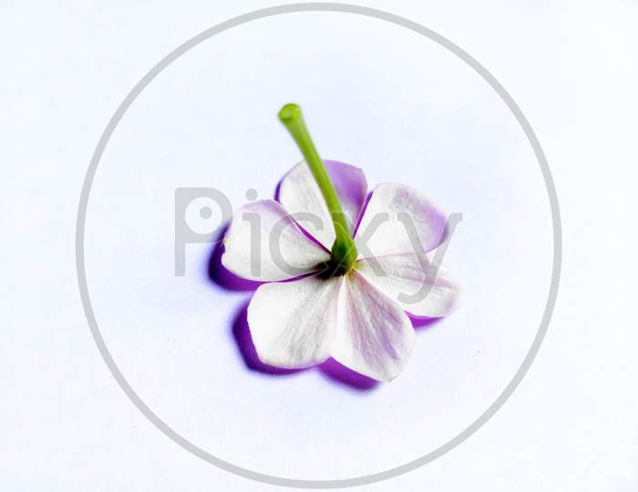 Upside down rosa vinca flower isolated in white background