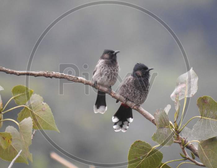 Bird (Red-vented bulbul) in pair on a branch