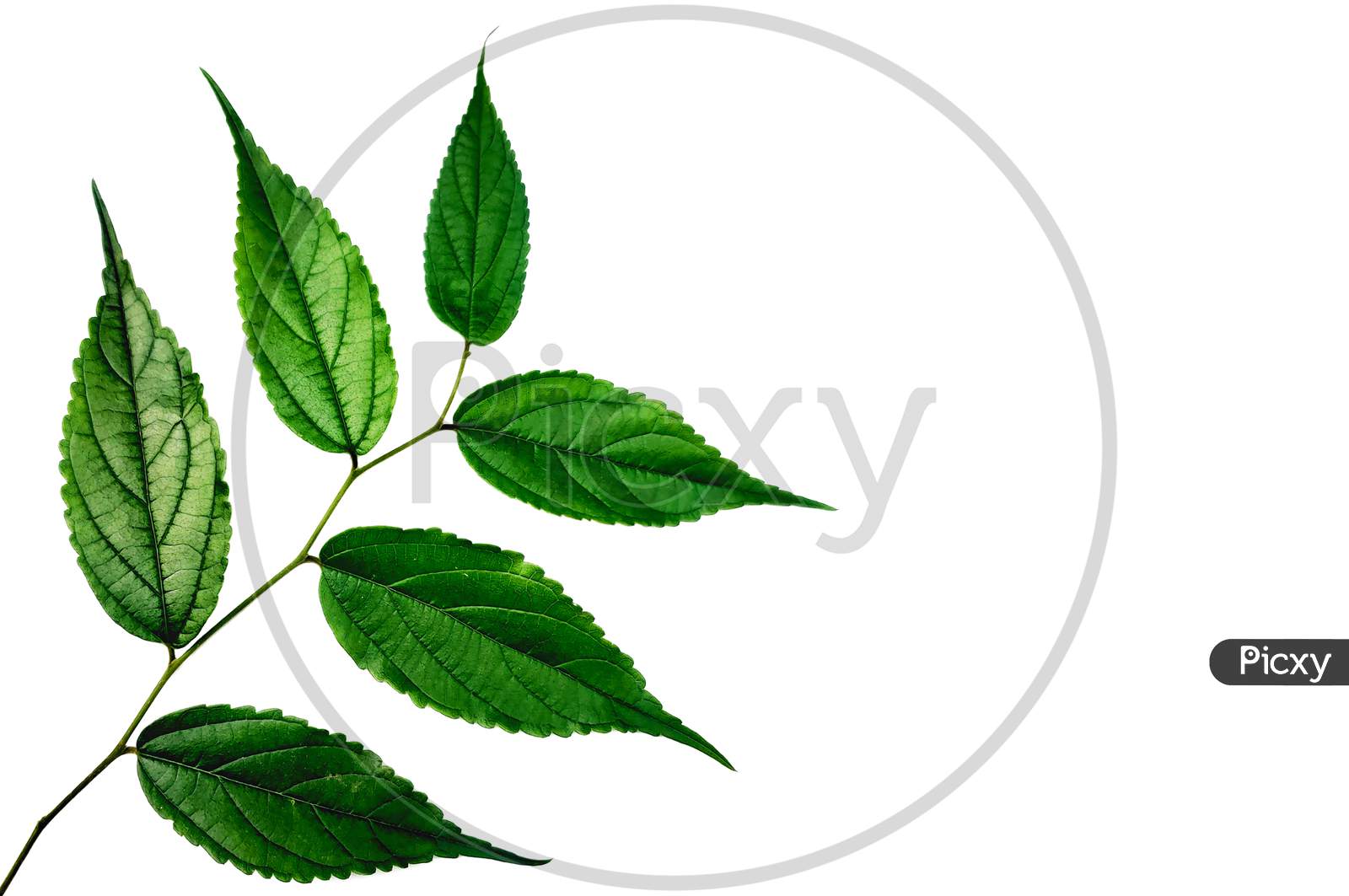Beautiful Green Leaves with White Background.