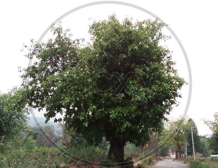 A banyan tree