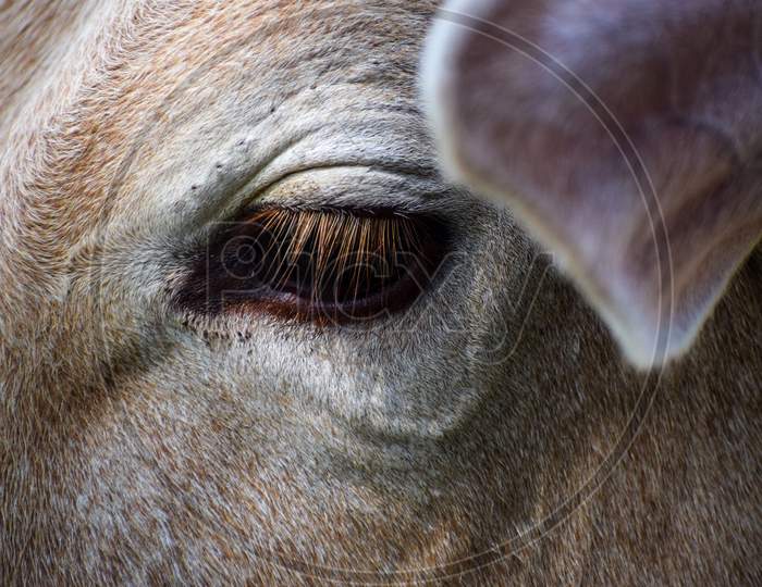beautiful eye of cow