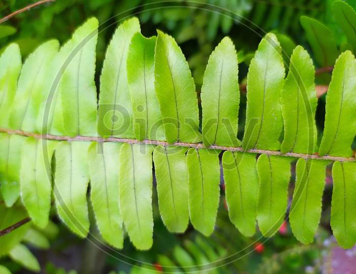 Beautiful pattern of Fern leaf