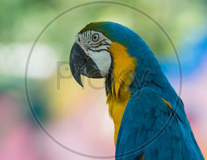 Beauty Parrot