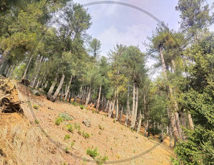 Deodar trees on mountain slope