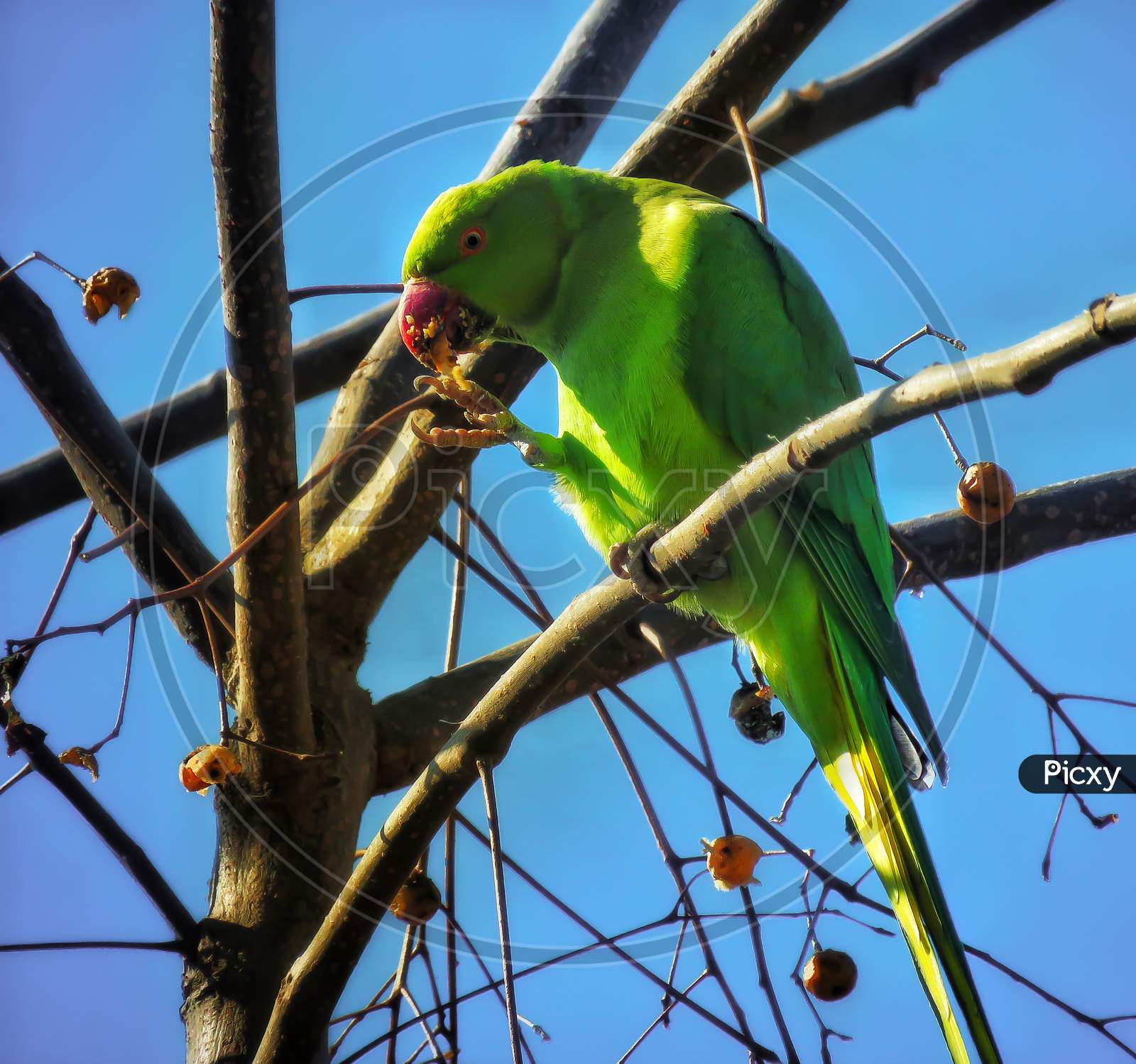 Beautiful Green Parrot On the Tree.