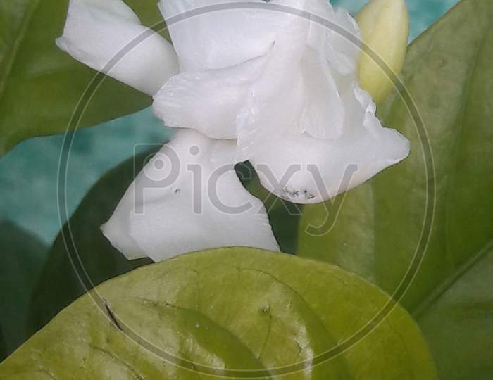 Green Plant Flower White