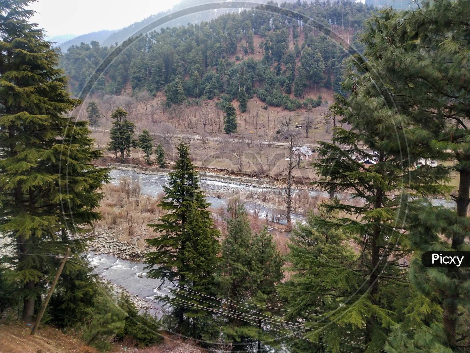 Pine trees and river