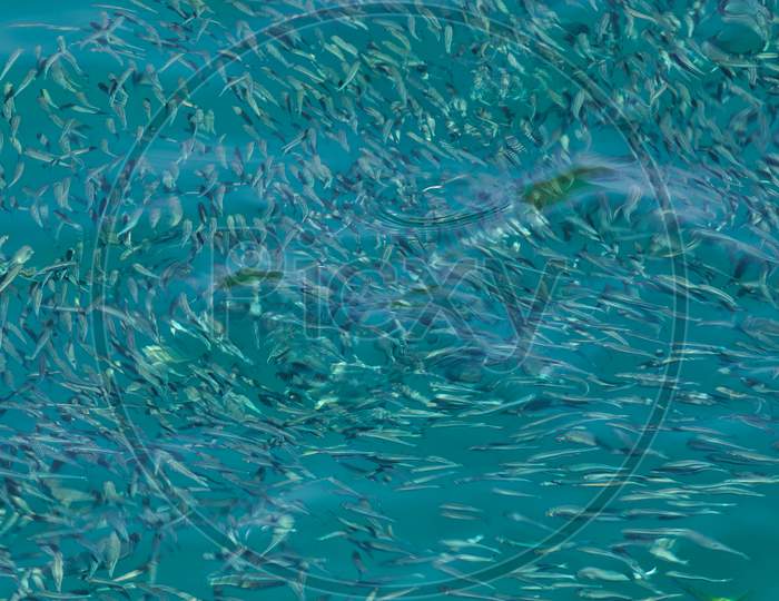 Fishes in an Ocean