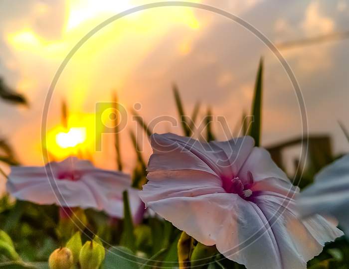 pomoea obscura, the obscure morning glory or small white morning glory, is a species of the genus Ipomoea. It is native to parts of Africa, Asia, and certain Pacific Islands, and it is present in other areas as an introduced species. And sunset