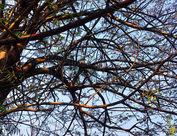 small branches of a tree