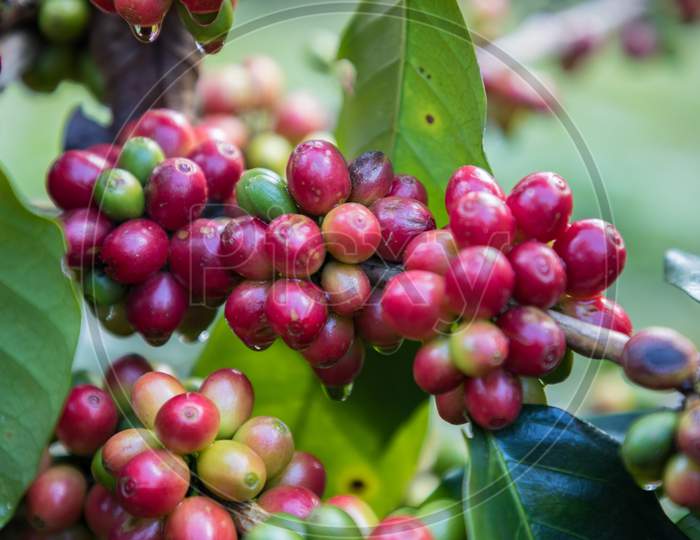 coffee beans on the tree