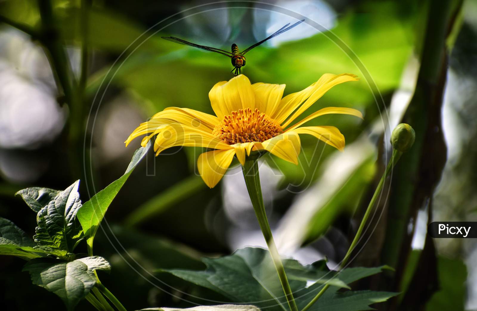 A dragonfly is flying and coming towards a bright yellow coloured flower with natural bokeh in background.