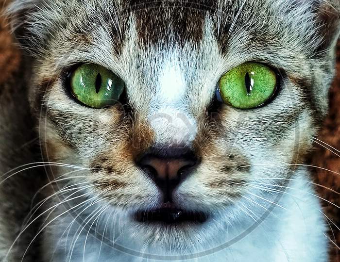 Close up of a male beautiful cat.